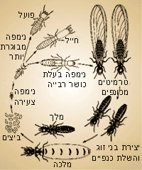 תמונת מחזור החיים של הטרמיטים